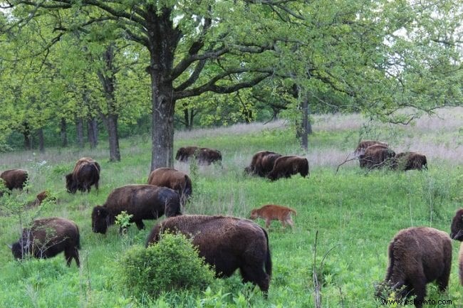 Explorando la tierra entre los lagos:Kentucky