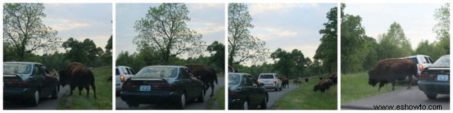 Explorando la tierra entre los lagos:Kentucky