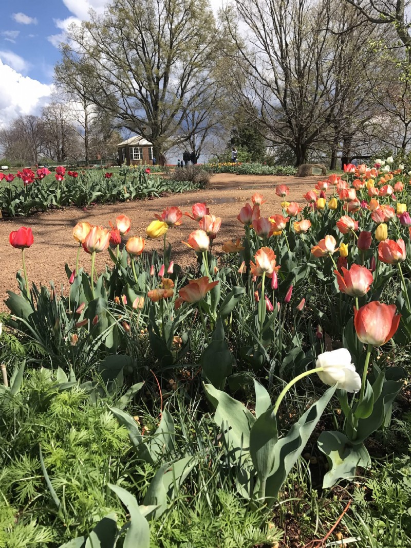 Cosas que debe saber sobre Monticello