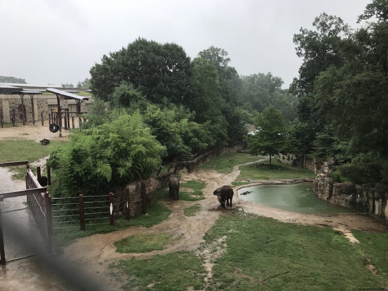 ¡Que la lluvia no arruine un día en el zoológico!