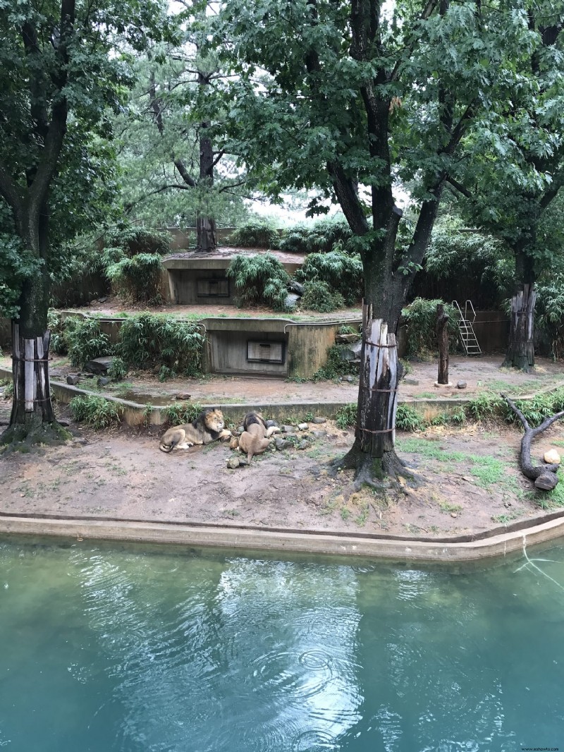 ¡Que la lluvia no arruine un día en el zoológico!