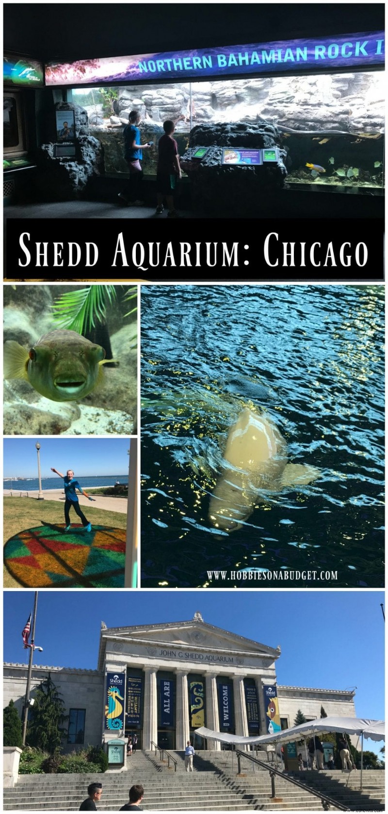 Cosas que debe saber sobre el Acuario Shedd