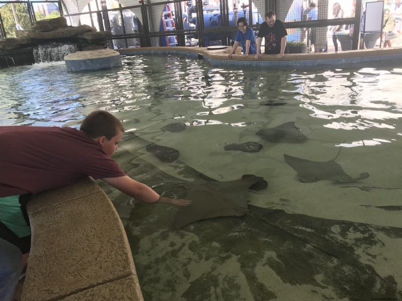 Cosas que debe saber sobre el Acuario Shedd