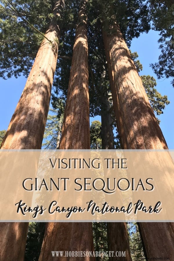 Visita a las secuoyas gigantes:Parque Nacional Kings Canyon