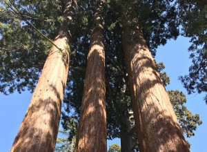Descubre las Secuoyas Gigantes en el Parque Nacional Kings Canyon