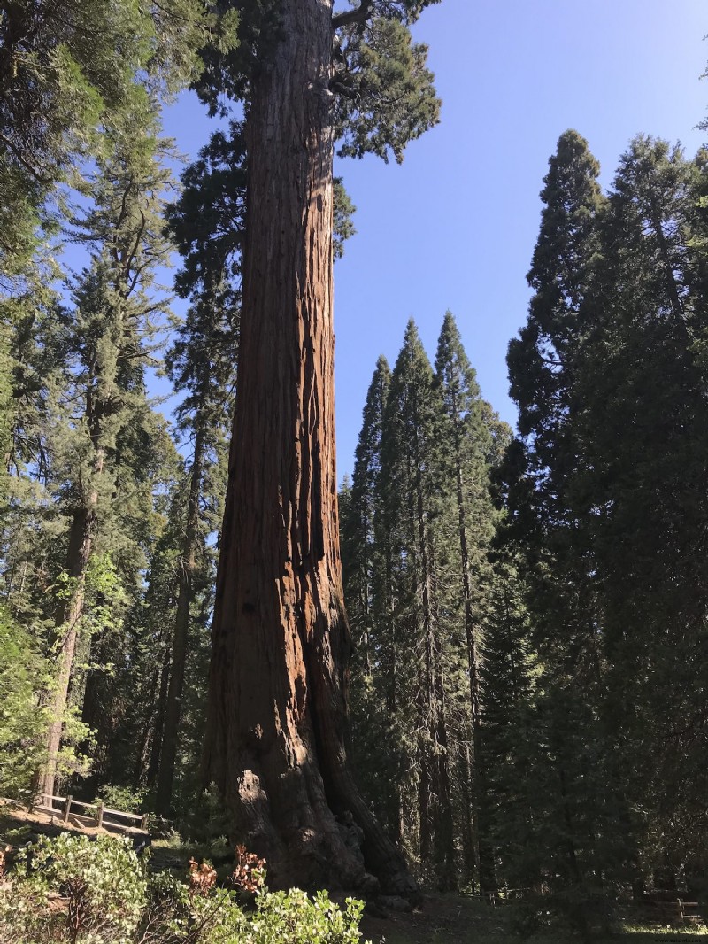 Visita a las secuoyas gigantes:Parque Nacional Kings Canyon