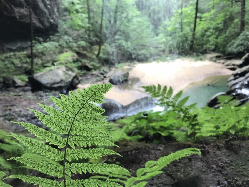 Cómo encontrar Lick Creek Falls