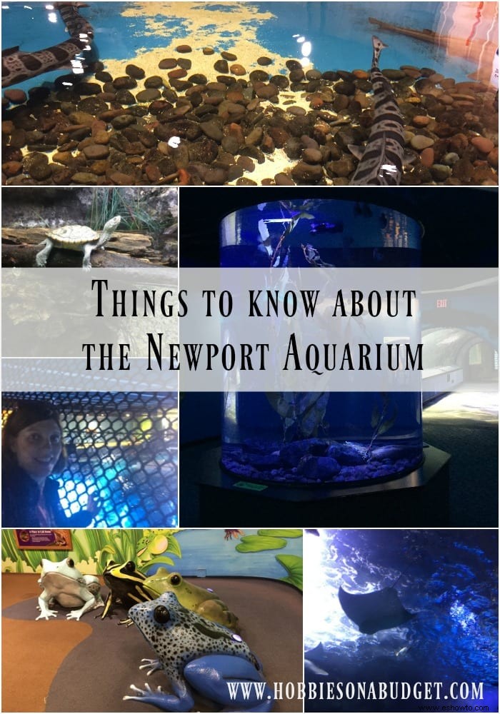 Cosas que debe saber sobre el Acuario de Newport