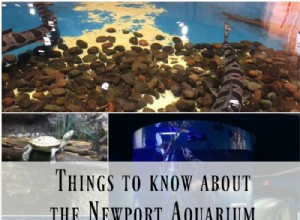 Guía esencial: Lo que debes saber antes de visitar el Acuario de Newport