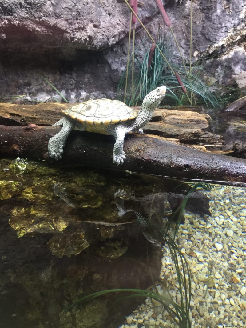 Cosas que debe saber sobre el Acuario de Newport