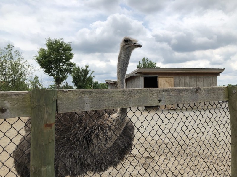 Qué esperar en Ark Encounter