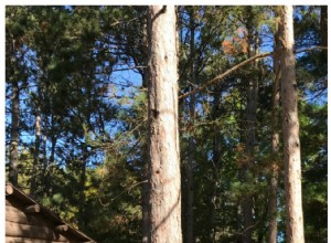 Descubre el Museo del Campamento Maderero Paul Bunyan en Eau Claire, Wisconsin