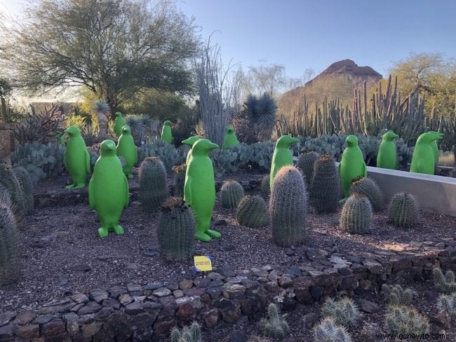 Cosas que debe saber:Jardín Botánico del Desierto