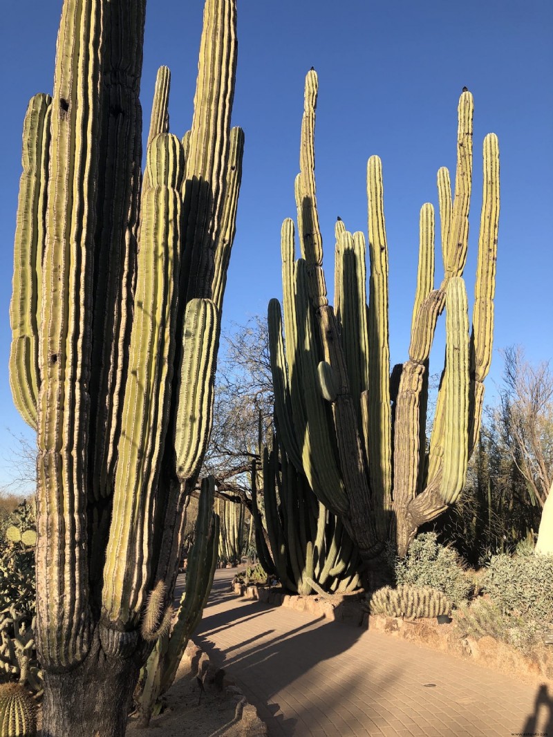 Cosas que debe saber:Jardín Botánico del Desierto