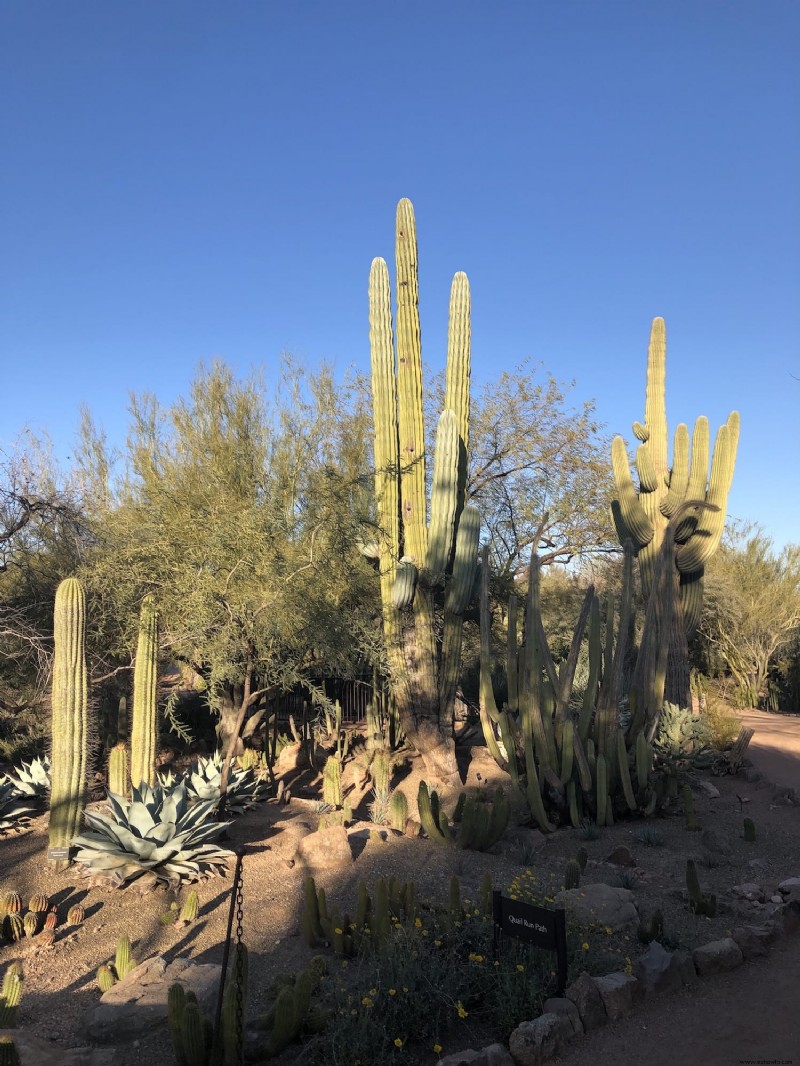 Cosas que debe saber:Jardín Botánico del Desierto