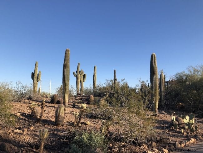 Cosas que debe saber:Jardín Botánico del Desierto