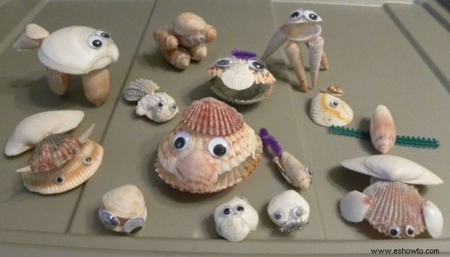 Exhibición de conchas marinas de la playa