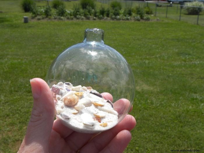 Exhibición de conchas marinas de la playa