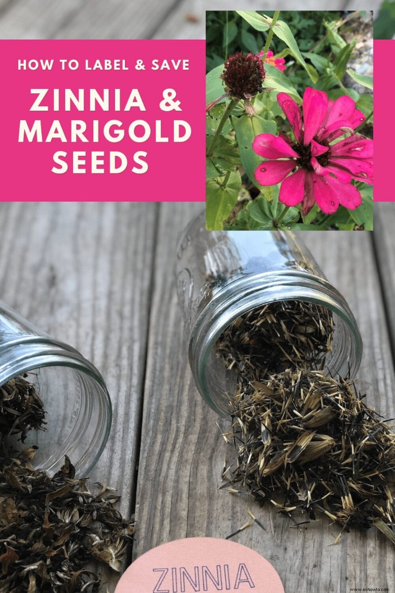 Cómo etiquetar y guardar semillas de zinnia y caléndula