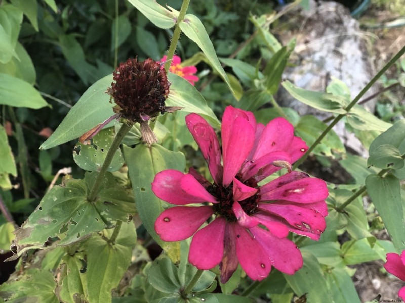 Cómo etiquetar y guardar semillas de zinnia y caléndula