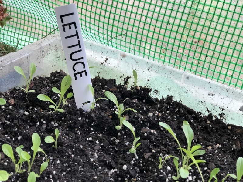 Marcadores de plantas con minipersianas de desecho