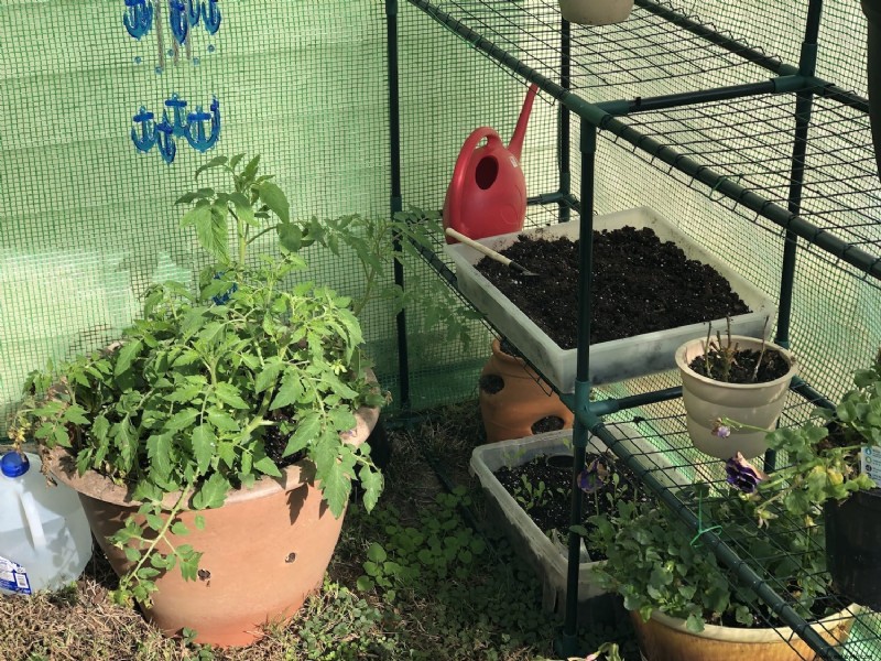 Actualización sobre jardinería en invernaderos de invierno