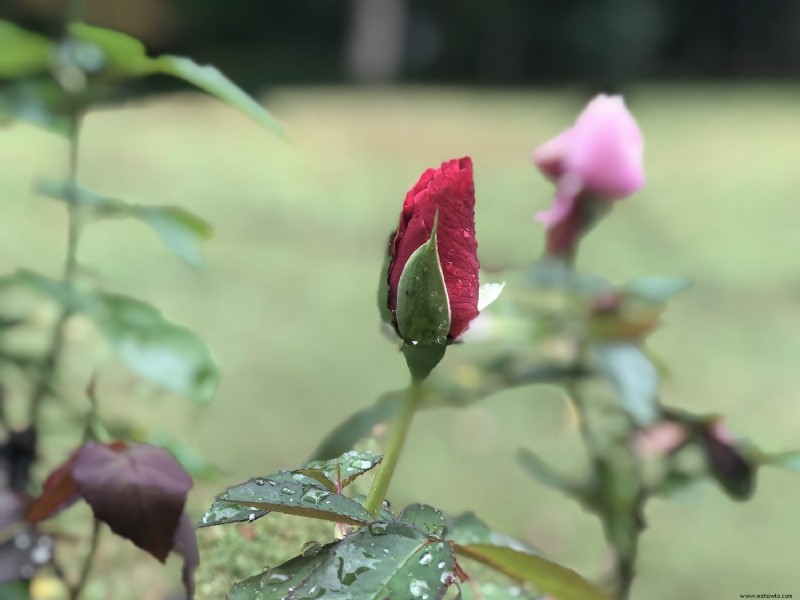 Bálsamo de pétalos de rosa súper sencillo