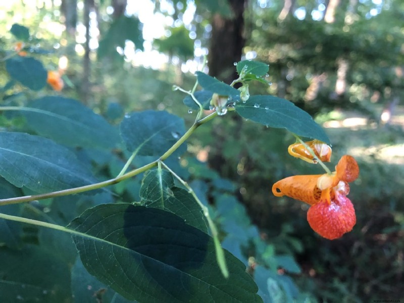 Cómo hacer un ungüento de JewelWeed