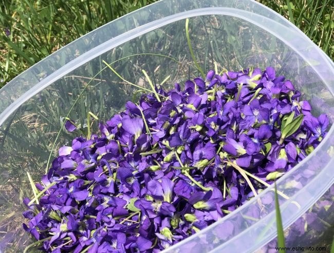 Cómo hacer gelatina de violeta silvestre