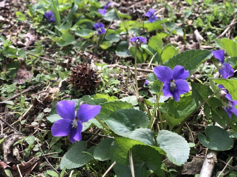 Cómo hacer gelatina de violeta silvestre