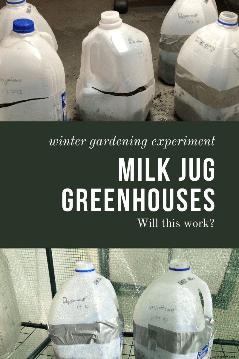 Experimento de jardinería de invierno con jarras de leche