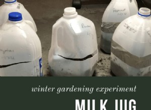 Experimento de jardinería de invierno con jarras de leche