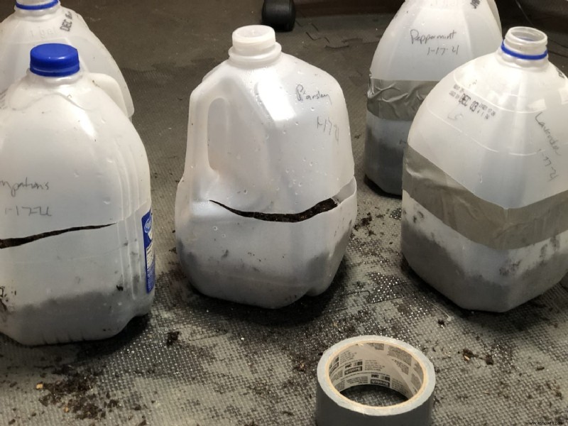 Experimento de jardinería de invierno con jarras de leche