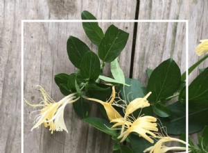 Jaleas únicas de tu jardín: Recetas caseras irresistibles y fáciles