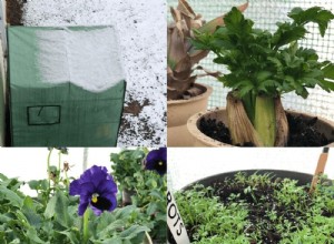 Actualización de diciembre: Mi invernadero de invierno sin calefacción en pleno auge