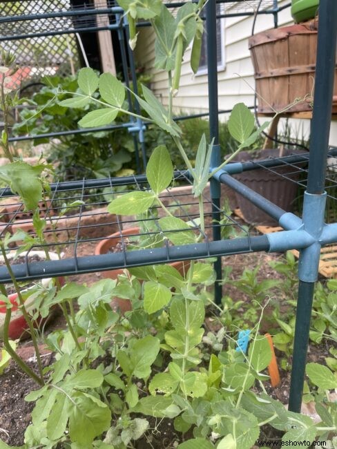 Convierte un invernadero en un enrejado para frijoles