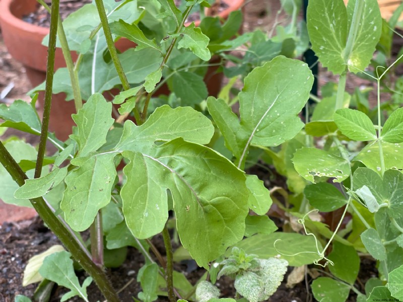 Convierte un invernadero en un enrejado para frijoles