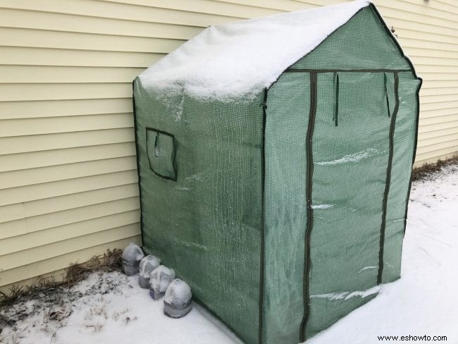 Convierte un invernadero en un enrejado para frijoles