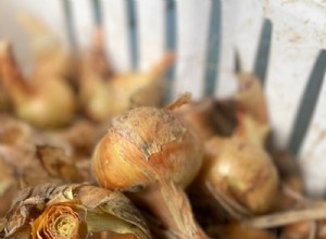 Lecciones prácticas del cultivo de cebollas: cosecha, curado y almacenamiento exitoso