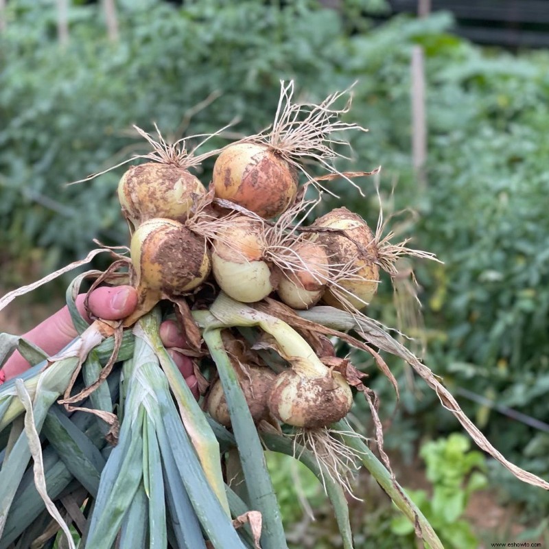 Cosas que estoy aprendiendo del cultivo de cebollas