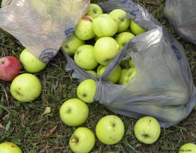 Todo sobre los manzanos