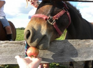 Guía Completa sobre Manzanos: Cosecha, Recetas y Cómo Plantarlos en Casa