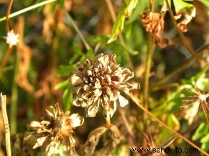 Cosecha de semillas de flores