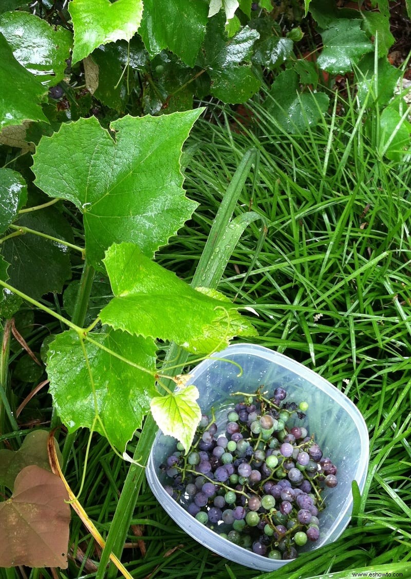Disfrutando y recolectando uvas en Kentucky