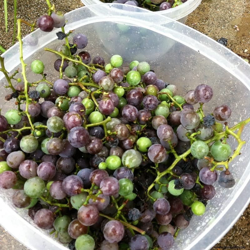 Disfrutando y recolectando uvas en Kentucky
