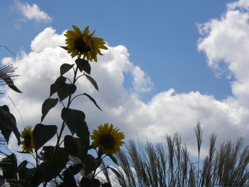 Soñando con la primavera