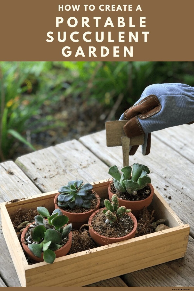 Cómo crear un jardín suculento portátil