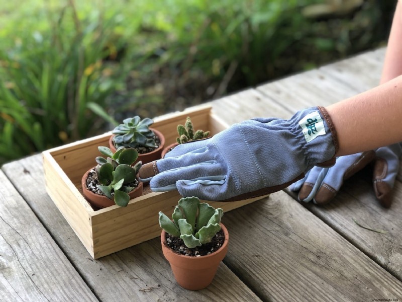 Cómo crear un jardín suculento portátil