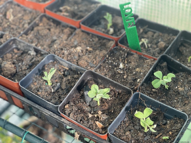 Progreso de jardinería de enero