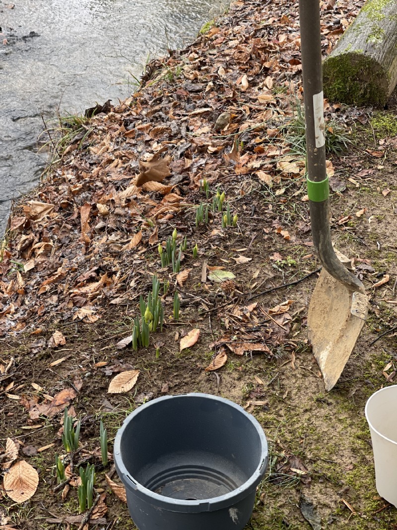 Trasplante de narcisos en enero